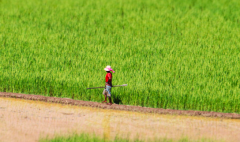A person walking by a plantation 